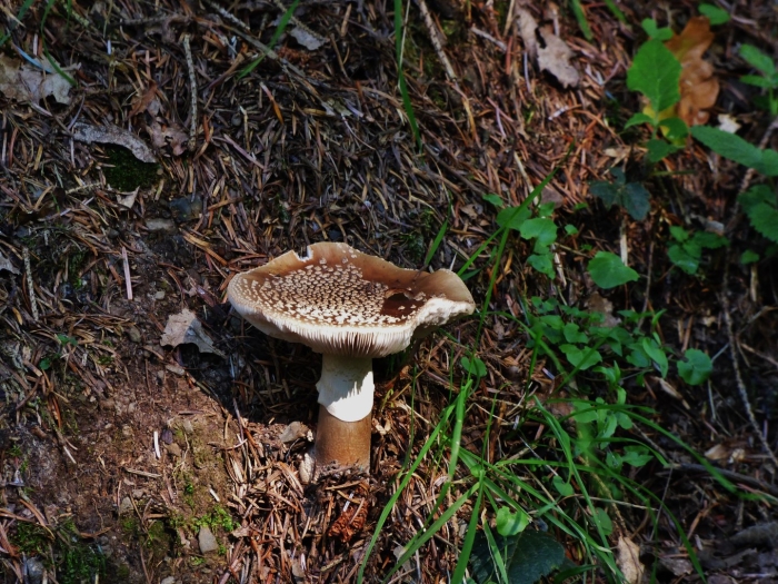 Гриб amanita rubescens