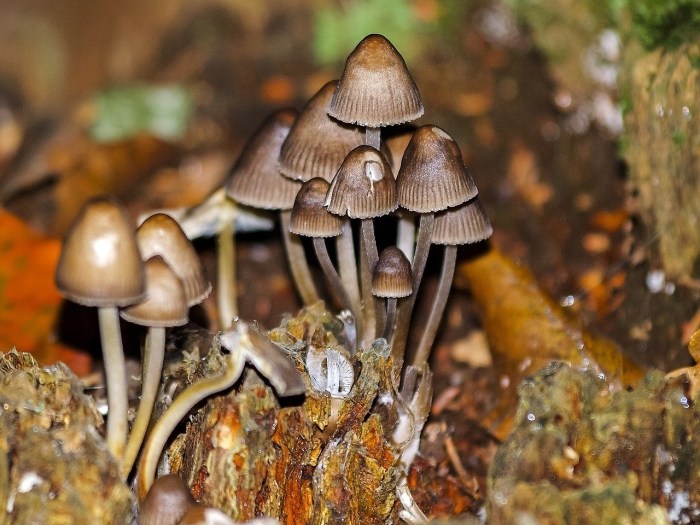 Галлюциногенные грибы psilocybe