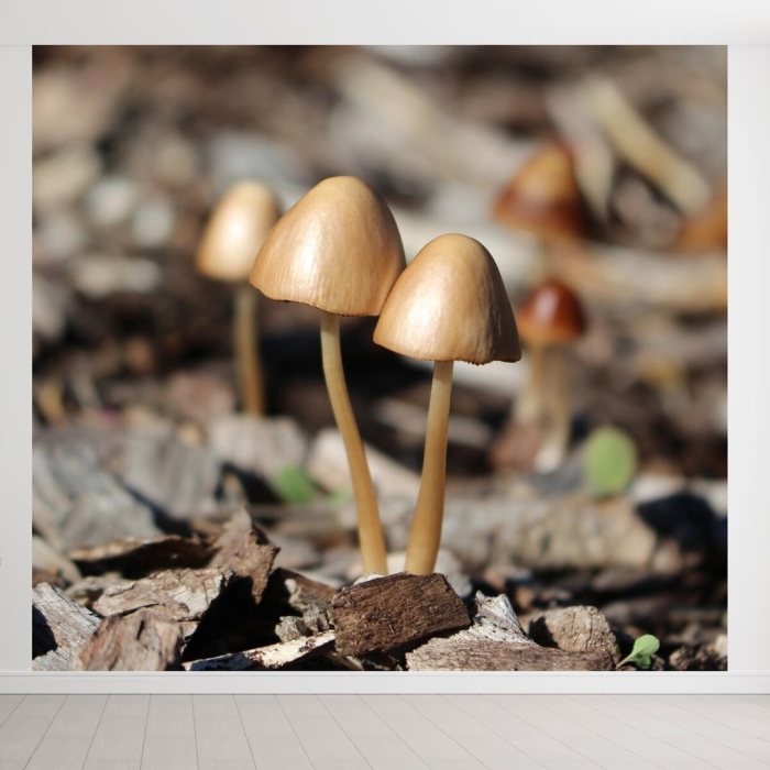 Гриб псилоцибе полуланцетовидная