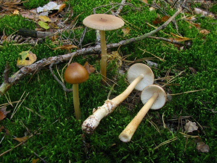 Поплавок жёлто коричневый amanita fulva
