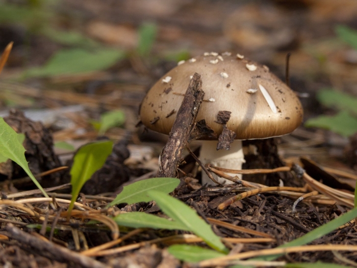 Мухомор пантерный