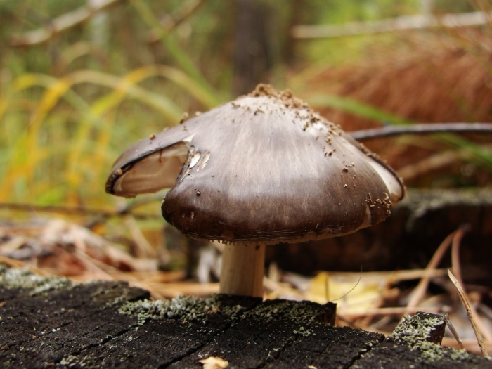 Плютей олений гриб