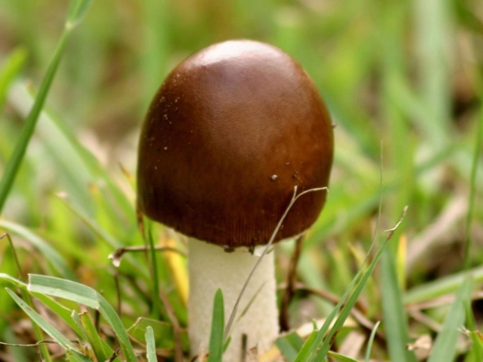 Гриб толкачик