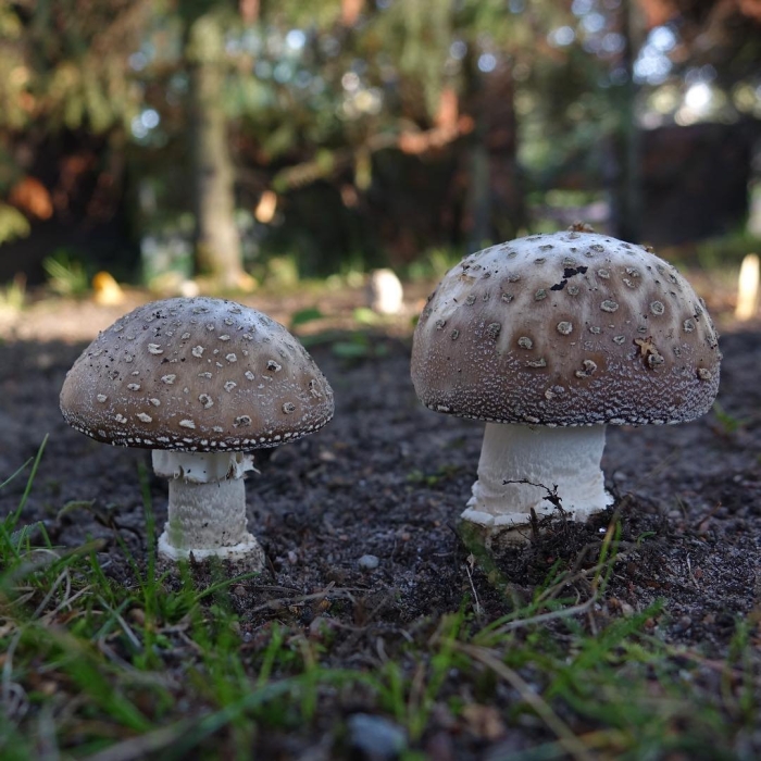 Мухомор коричневый