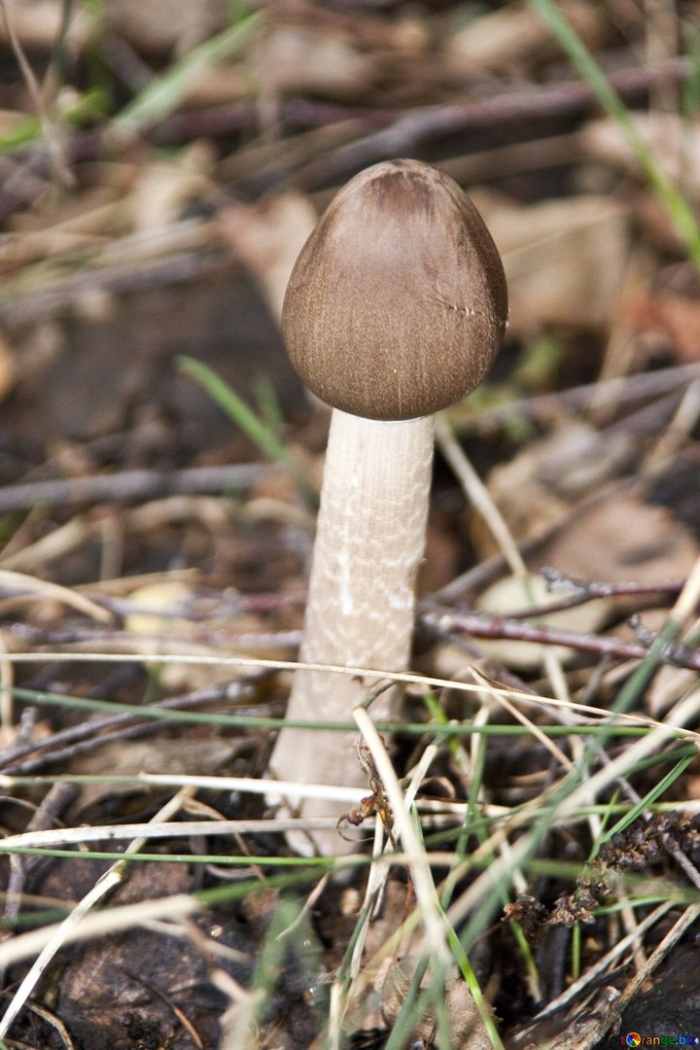 Amanitopsis vaginata