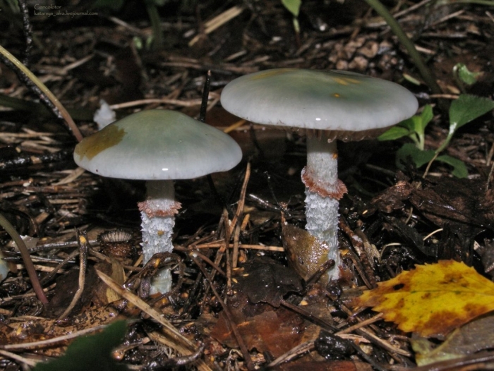 Строфария сине-зелёная stropharia aeruginosa