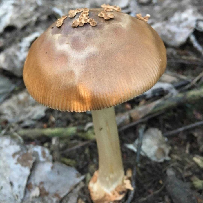 Чешуйчатка обыкновенная гриб