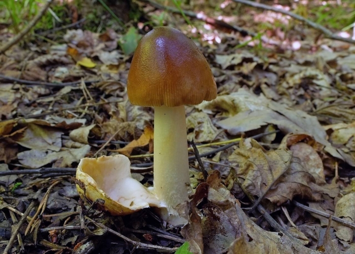 Поплавок шафрановый гриб