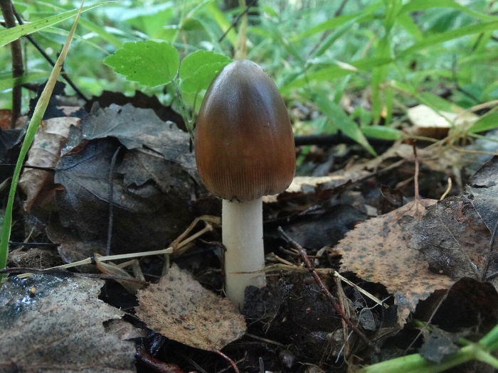 Поплавок жёлто коричневый amanita fulva