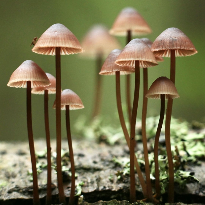 Мицена mycena