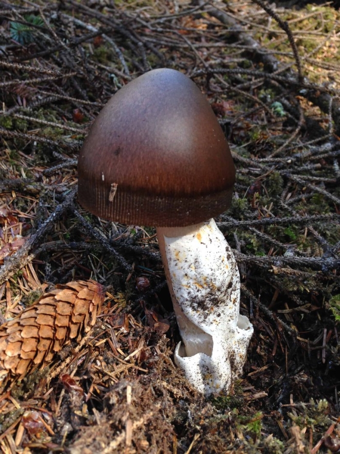Поплавок чёрный (amanita pachycolea)