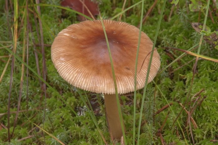 Поплавок желто коричневый