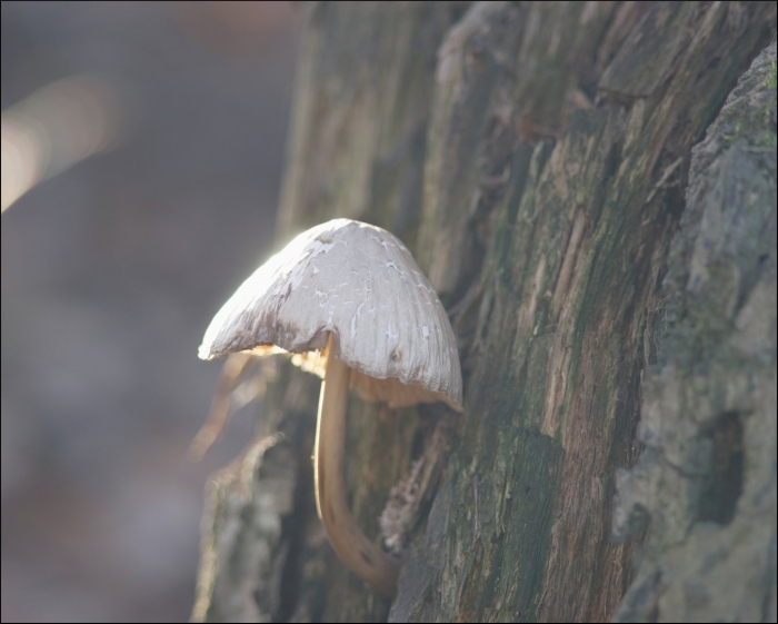 Навозник coprinus domesticus