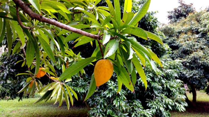 Дерево манго