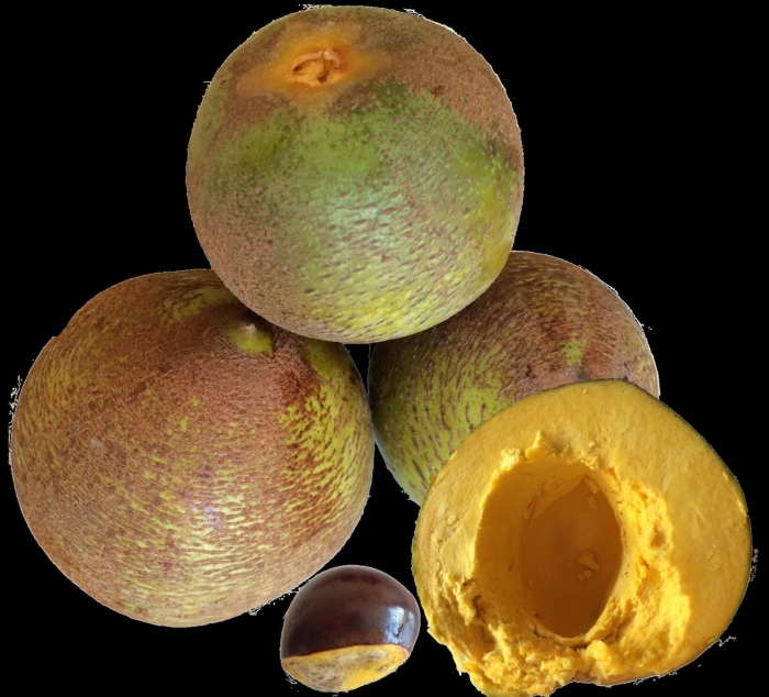 Pouteria lucuma