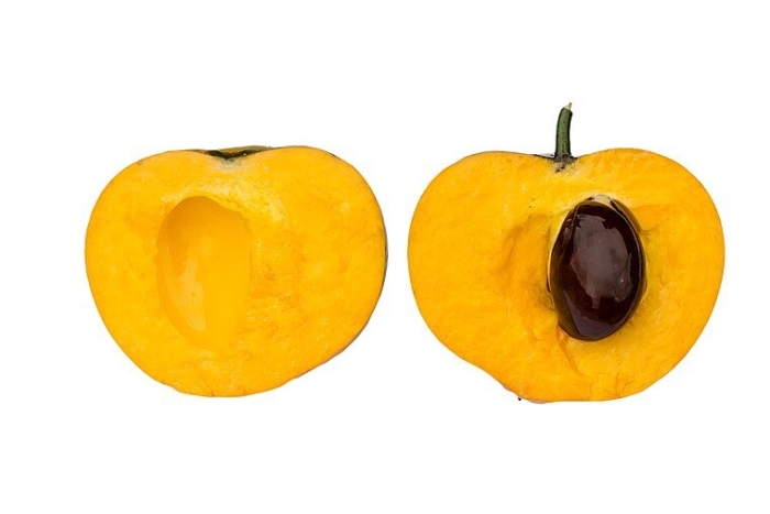 Lucuma campechiana