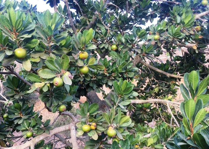 Лукума (лат. pouteria lucuma)