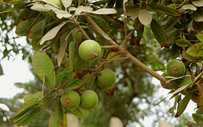 Pouteria lucuma