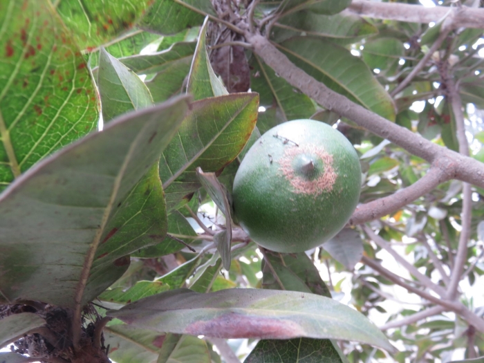 Плод дерева