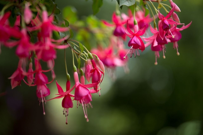 Фуксия bodetal