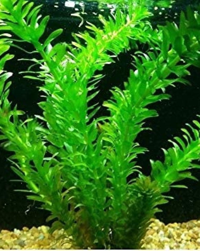 Элодея аквариумное растение