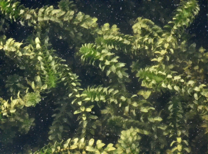Элодея канадская водяная чума