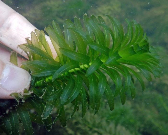 Элодея густолиственная