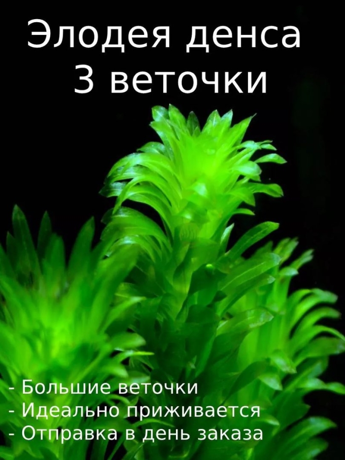 Элодея наяс