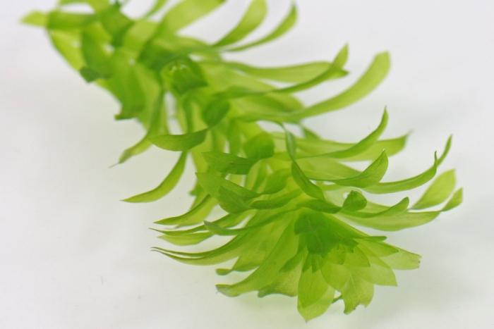 Элодея густолиственная