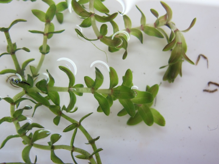 Elodea nuttallii