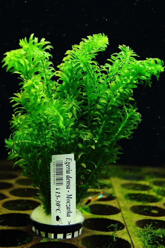 Элодея денса