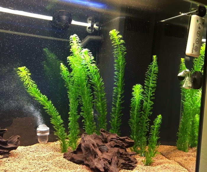 Элодея денса