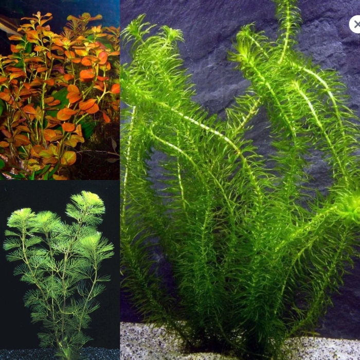 Наяс аквариумное растение