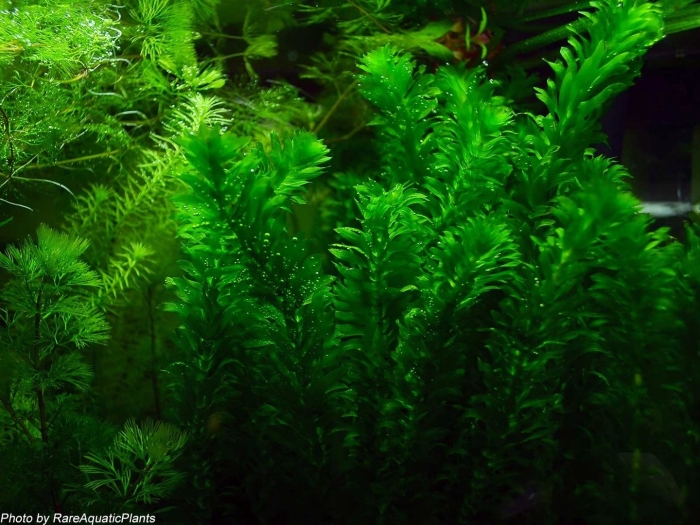 Элодея аквариумное