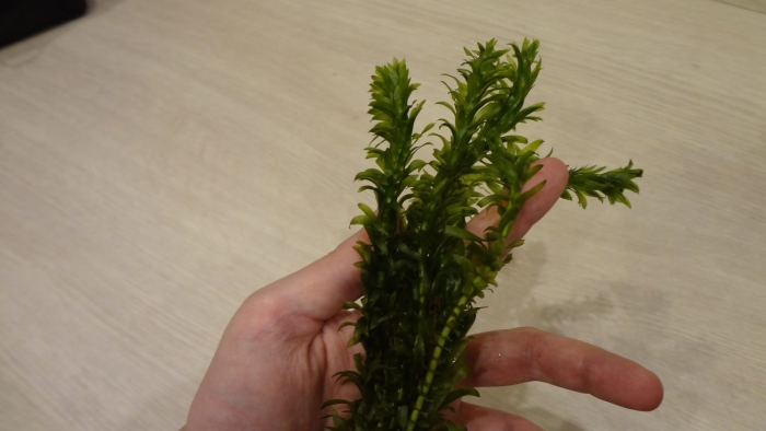 Элодея густолиственная