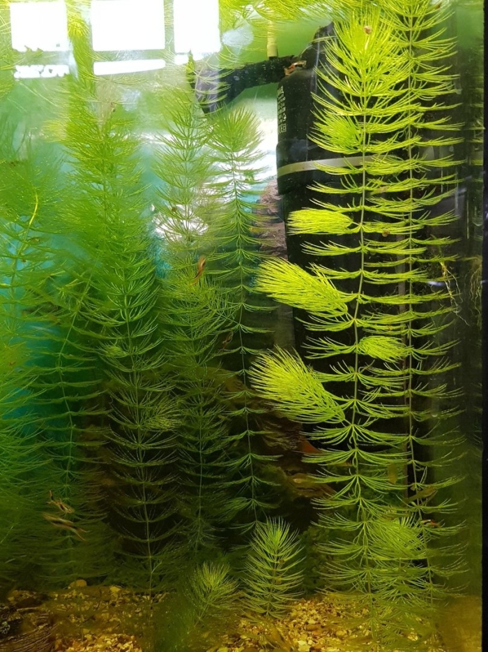 Роголистник аквариумное