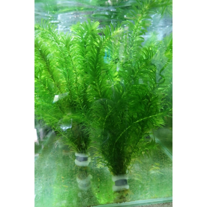 Элодея аквариумное растение