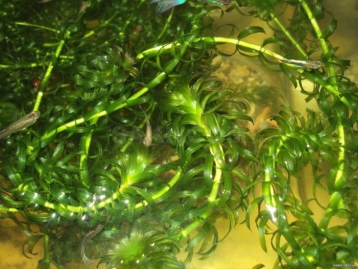 Элодея роголистник