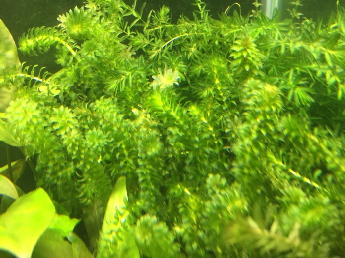Растение элодея канадская