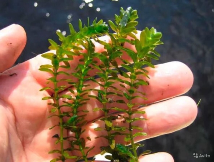 Водоросли для уток