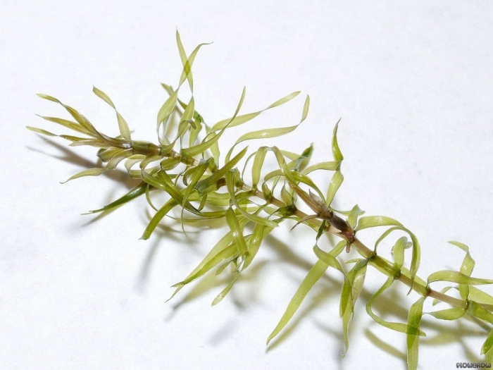 Элодея канадская