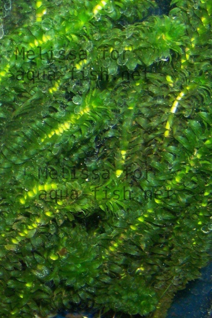 Элодея канадская байкал