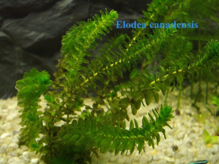 Растение элодея канадская