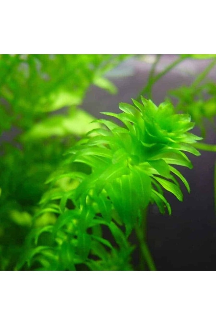 Растение аквариумное