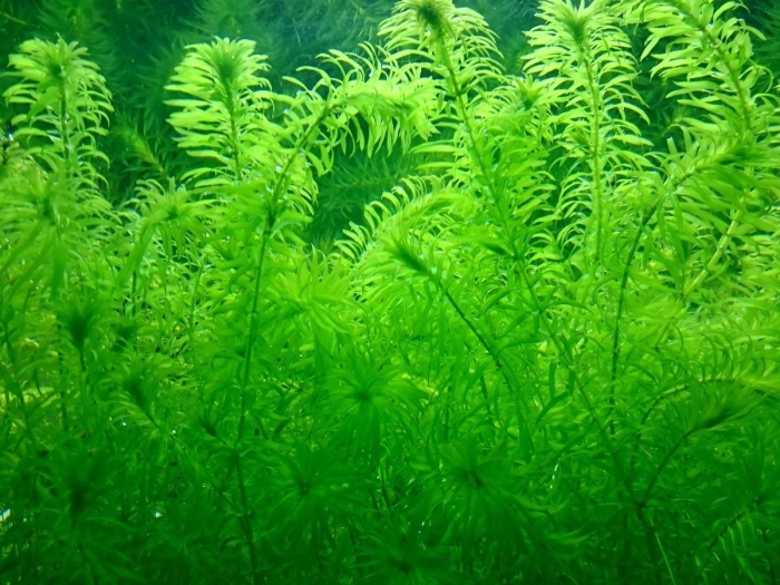 Элодея аквариумное
