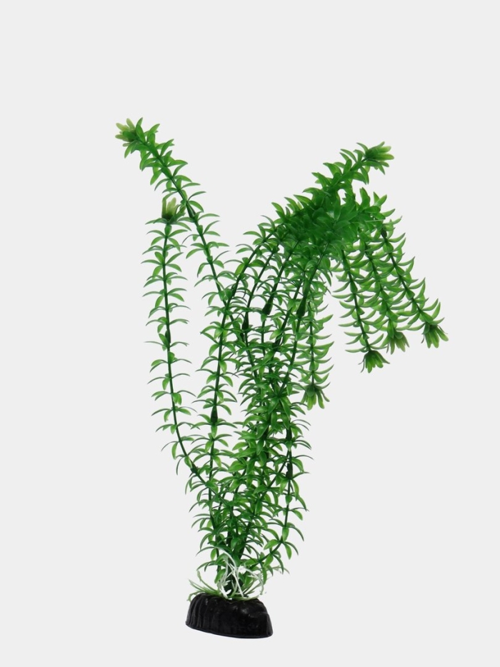 Растение для аквариума