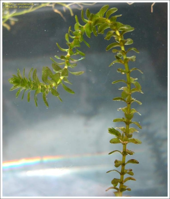 Растение элодея канадская