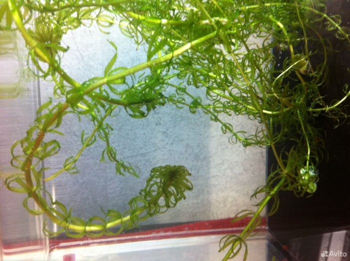 Аквариумное растение