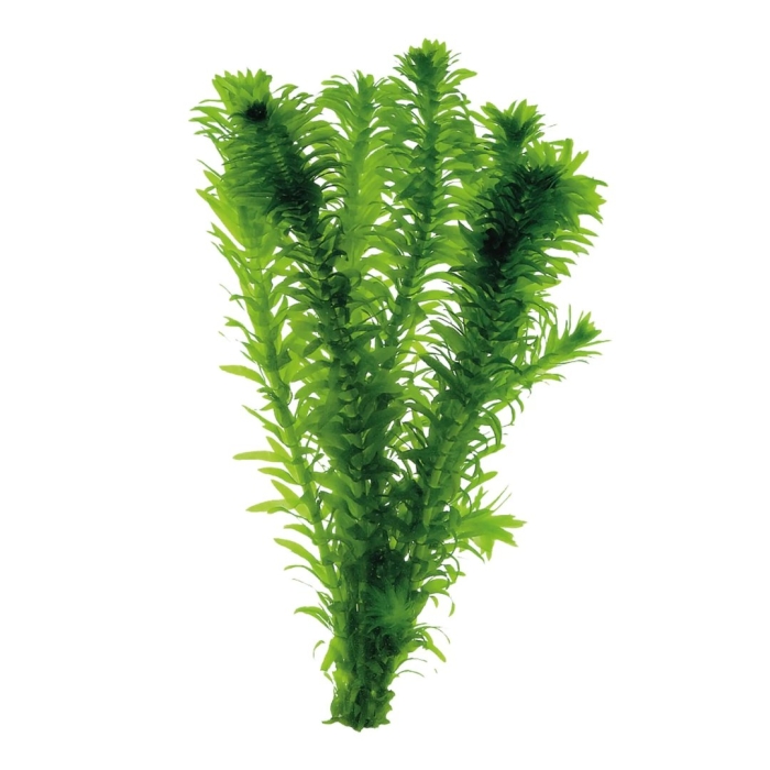 Элодея аквариумное растение