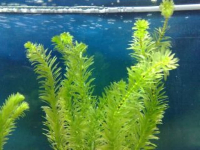 Элодея аквариумное